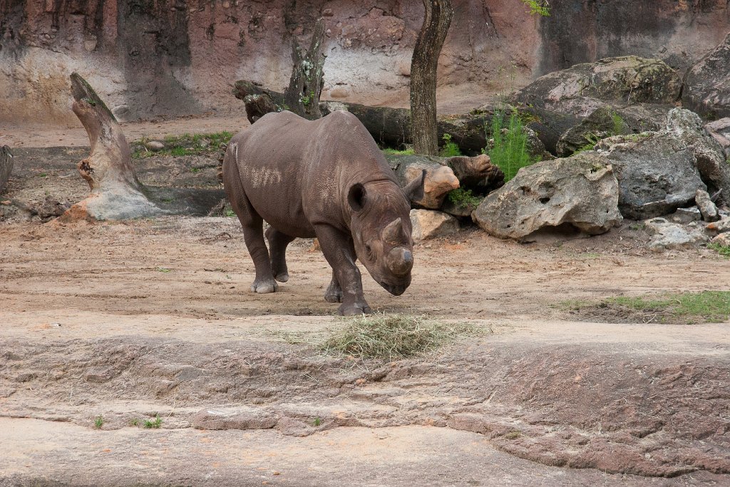 IMG_6679.jpg - Black rhino.